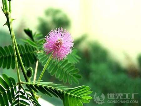 含羞草.jpg