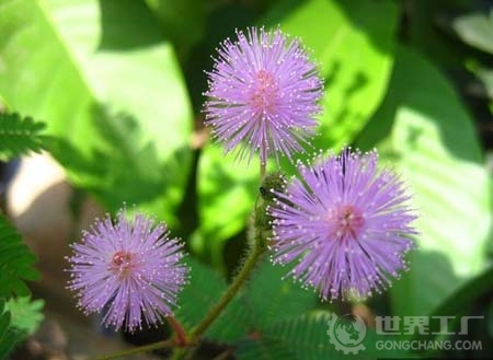 含羞草花.jpg