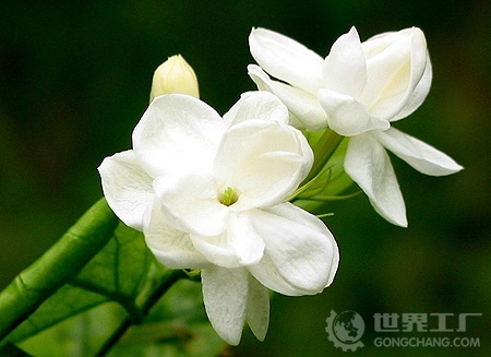 茉莉花的养殖方法 茉莉花的养殖方法