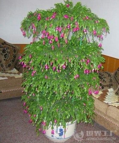蟹爪兰的养殖方法