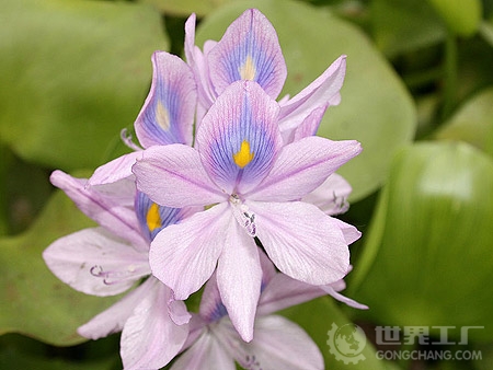 水葫芦的资料 水葫芦的资料